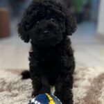 Hamlet-male-miniature-poodle-puppy-for-sale-1 (4)