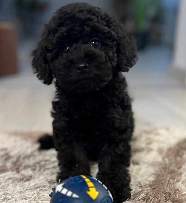 Hamlet Miniature Poodle Hamlet Miniature Poodle