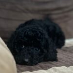 Hamlet-male-miniature-poodle-puppy-for-sale-1 (5)