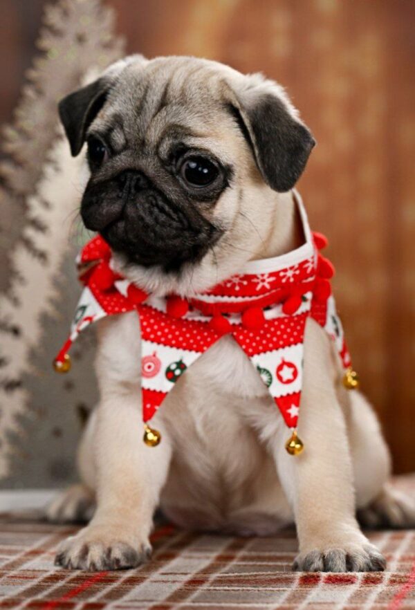 Hammer Pug Hammer Pug