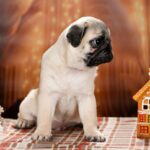 Hammer-male-Pug-puppy-for-sale-2