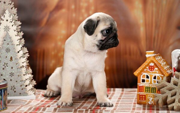 Hammer Pug Hammer Pug