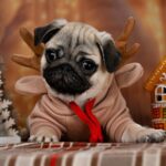 Hammer-male-Pug-puppy-for-sale-3