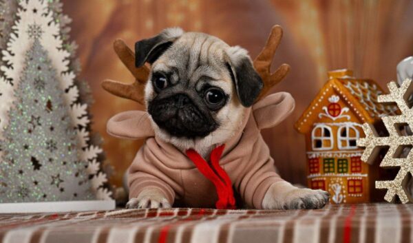 Hammer Pug Hammer Pug