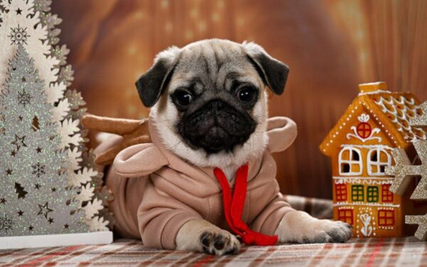 Hammer Pug Hammer Pug