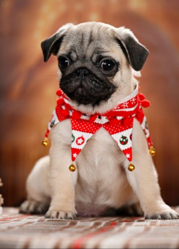 Hammer Pug Hammer Pug