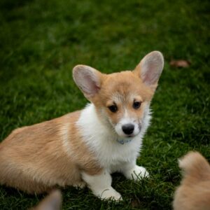 Harry Welsh Corgi Harry Welsh Corgi