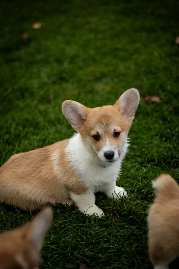 Harry Welsh Corgi Harry Welsh Corgi