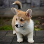 Harry-male-Welsh-Corgi-puppy-for-sale-2