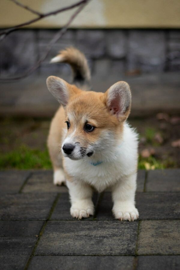 Harry Welsh Corgi Harry Welsh Corgi