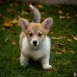 Harry-male-Welsh-Corgi-puppy-for-sale-3
