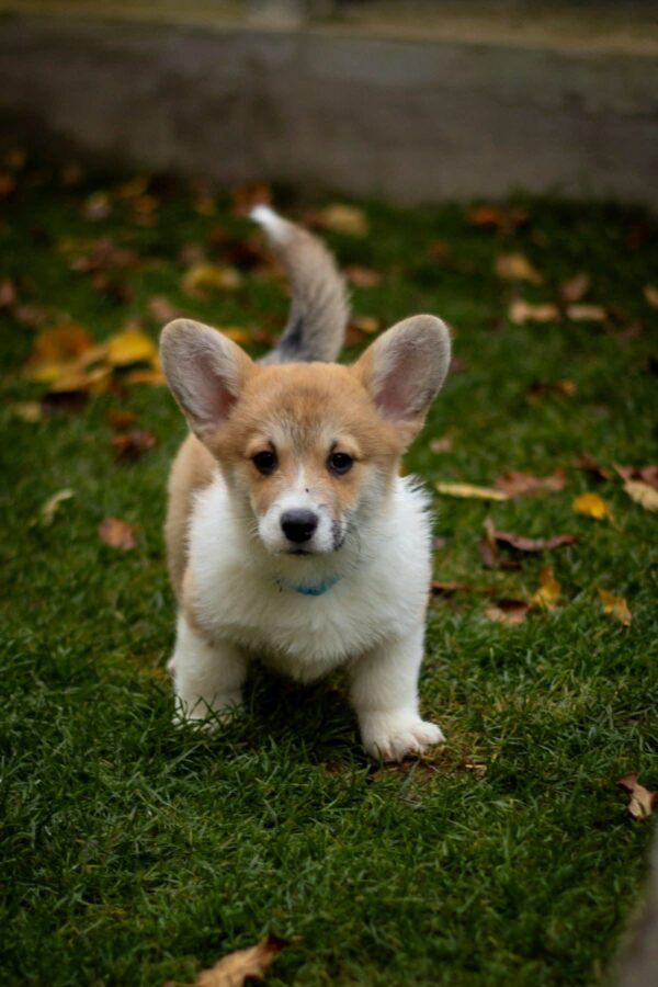 Harry Welsh Corgi Harry Welsh Corgi