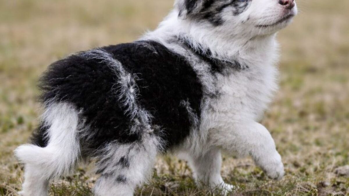 Nimh, my Karelian Bear Dog/Border Collie mix. ❤️ her floppy ears, image size:1200x675