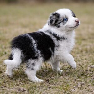 Harvey Border Collie Harvey Border Collie