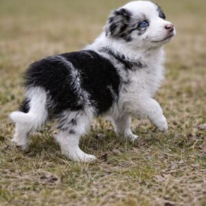 Harvey Border Collie Harvey Border Collie