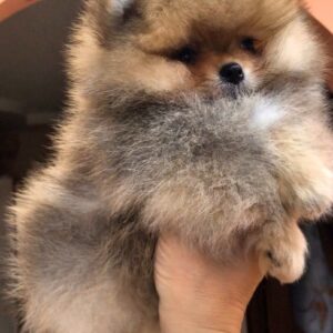 Harvy Pomeranian Harvy Pomeranian