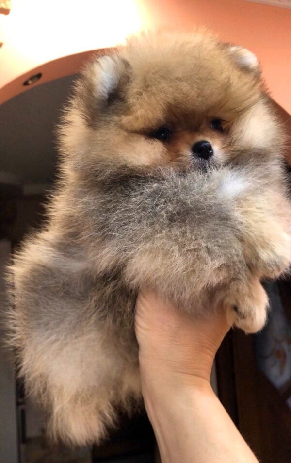 Harvy Pomeranian Harvy Pomeranian