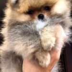 Harvy-male-Pomeranian puppy-for-sale-2
