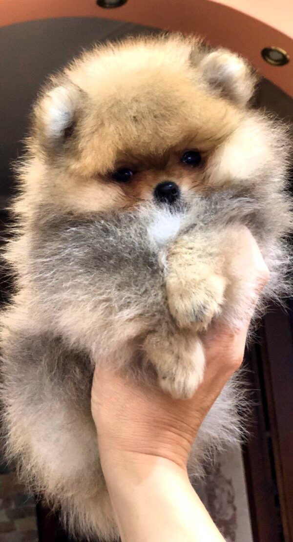 Harvy Pomeranian Harvy Pomeranian