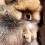 Harvy-male-Pomeranian puppy-for-sale-3