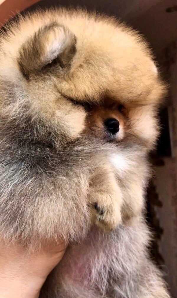 Harvy Pomeranian Harvy Pomeranian