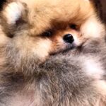 Harvy-male-Pomeranian puppy-for-sale-4