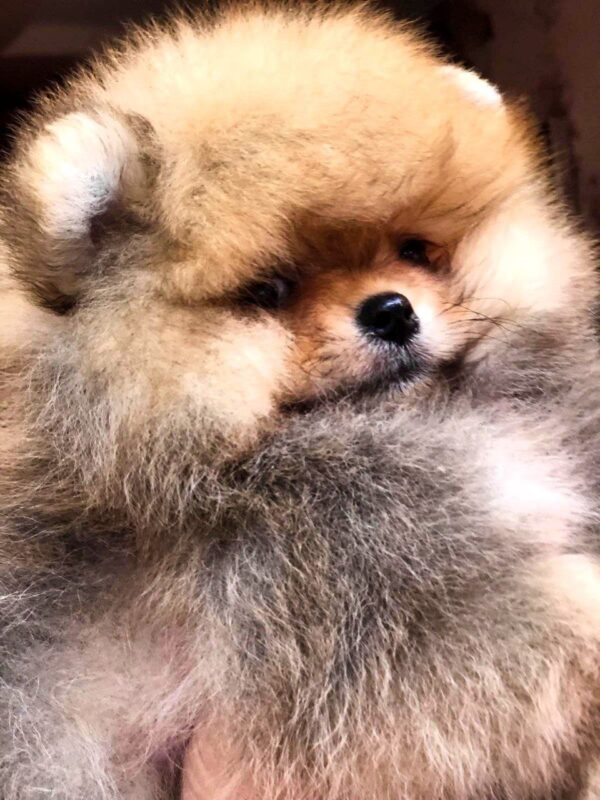 Harvy Pomeranian Harvy Pomeranian