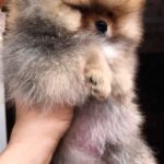 Harvy-male-Pomeranian puppy-for-sale-5