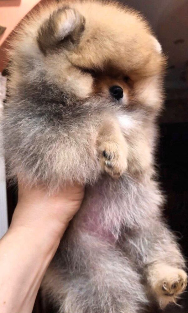 Harvy Pomeranian Harvy Pomeranian