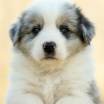 Hendrix-male-Border-Collie-puppy-for-sale-1