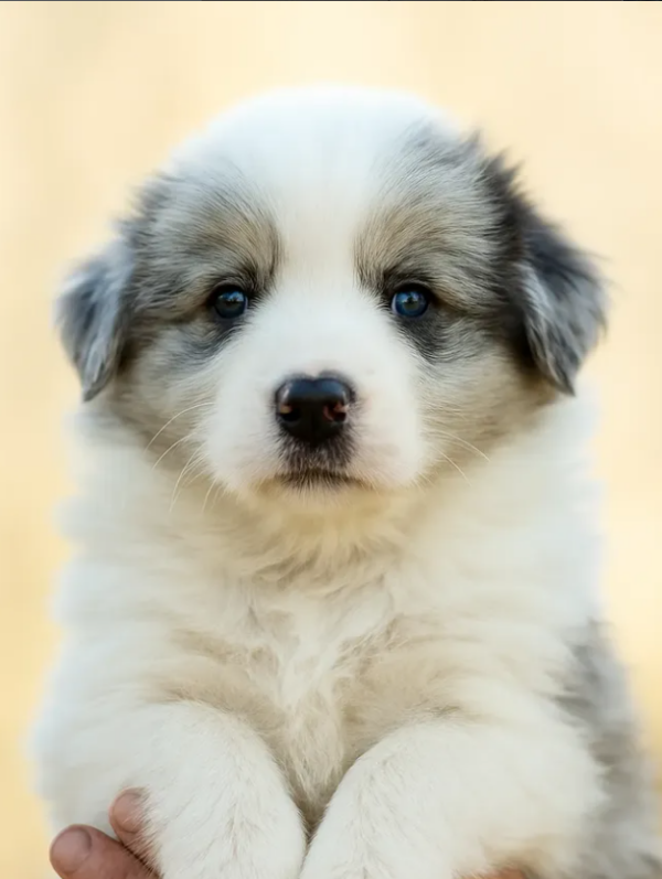 Hendrix Border Collie Hendrix Border Collie