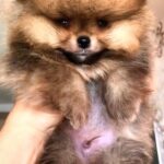 Henks-male-Pomeranian puppy-for-sale-1