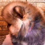 Henks-male-Pomeranian puppy-for-sale-2