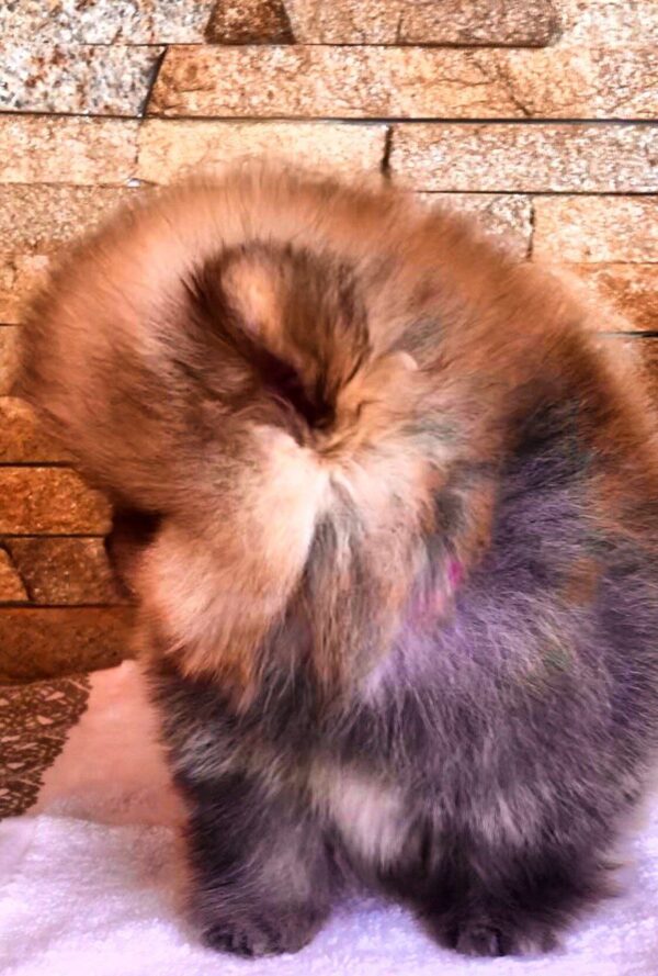 Henks Pomeranian Henks Pomeranian