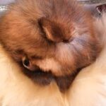 Henks-male-Pomeranian puppy-for-sale-3