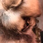 Henks-male-Pomeranian puppy-for-sale-4