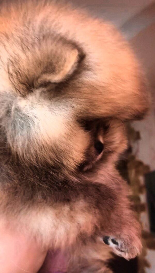 Henks Pomeranian Henks Pomeranian