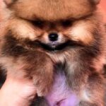 Henks-male-Pomeranian puppy-for-sale-5