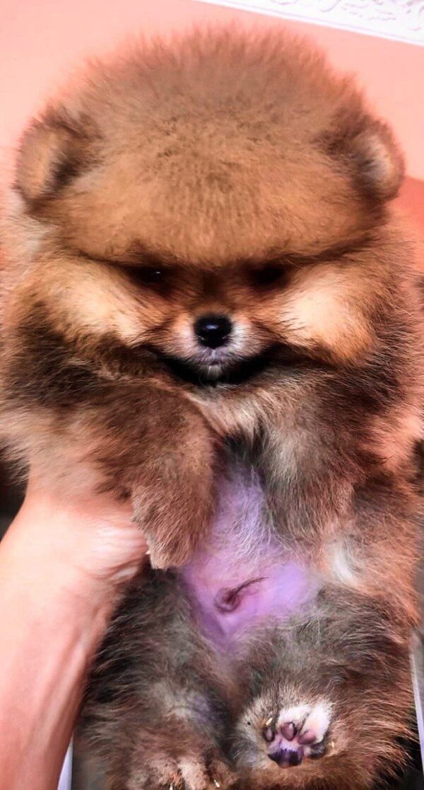 Henks Pomeranian Henks Pomeranian