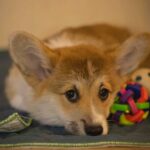Hermes-male-Welsh-Corgi-puppy-for-sale-1