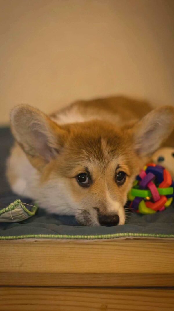 Hermes Welsh Corgi Hermes Welsh Corgi