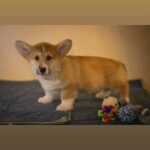 Hermes-male-Welsh-Corgi-puppy-for-sale-2