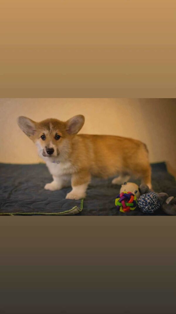 Hermes Welsh Corgi Hermes Welsh Corgi