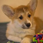 Hermes-male-Welsh-Corgi-puppy-for-sale-3