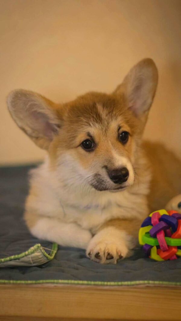 Hermes Welsh Corgi Hermes Welsh Corgi