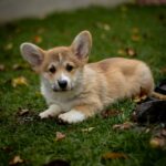 Hermes-male-Welsh-Corgi-puppy-for-sale-4