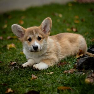 Hermes Welsh Corgi Hermes Welsh Corgi