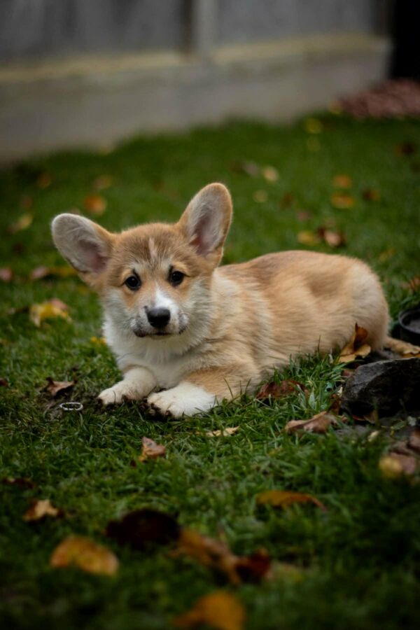 Hermes Welsh Corgi Hermes Welsh Corgi