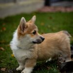 Hermes-male-Welsh-Corgi-puppy-for-sale-5