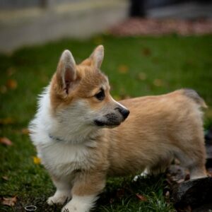 Hermes Welsh Corgi Hermes Welsh Corgi